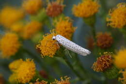 Imagem de Yponomeuta evonymella Linnaeus 1758