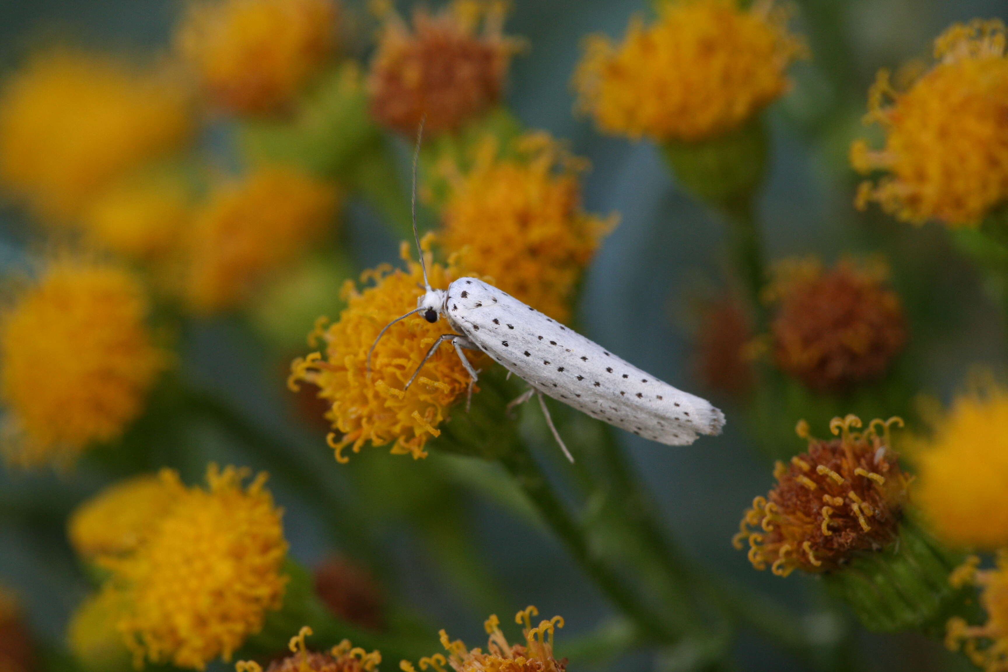 Imagem de Yponomeuta evonymella Linnaeus 1758