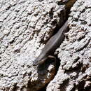 Image of Black Crevice-skink