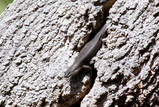 Image of Black Crevice-skink