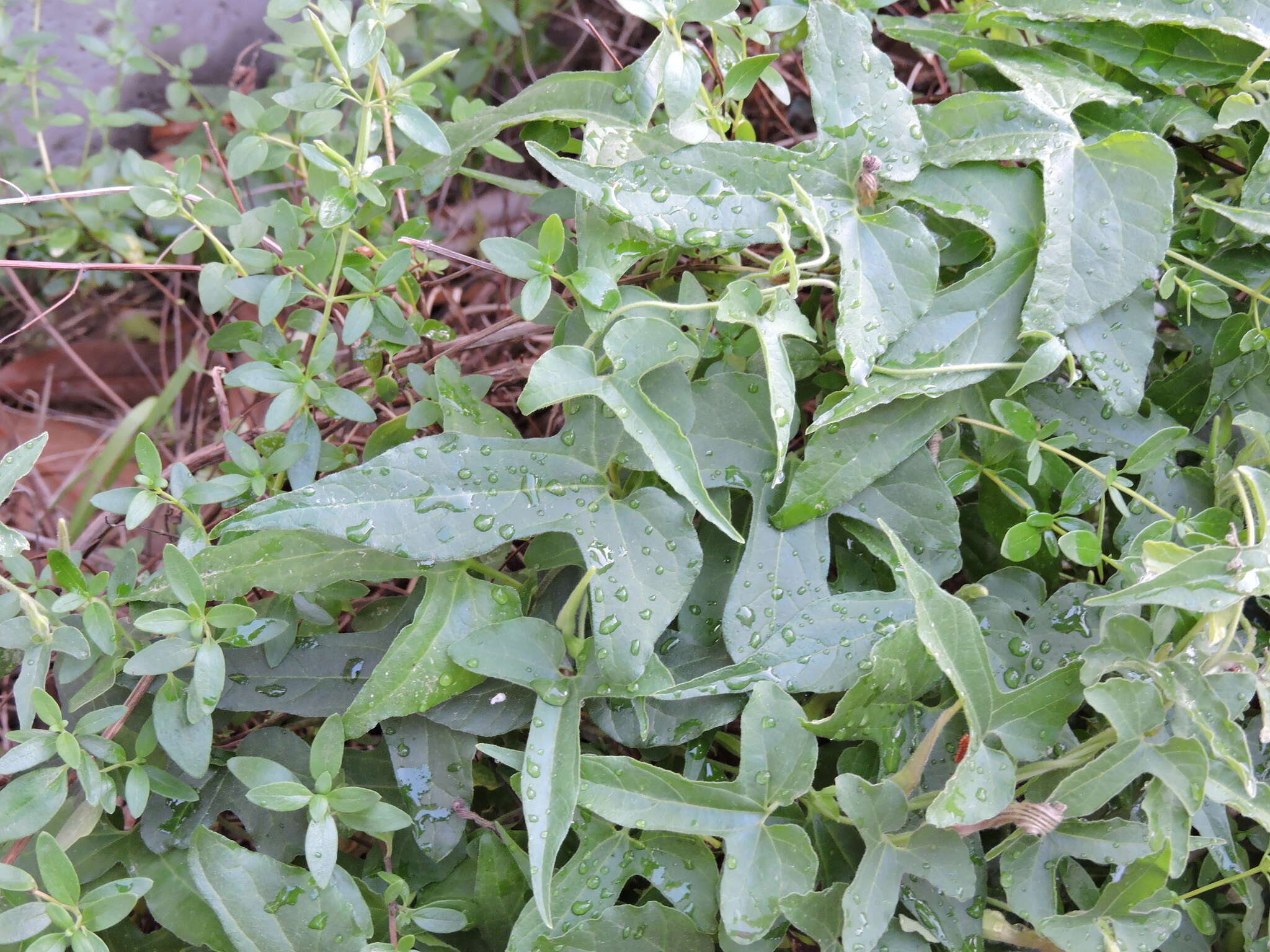 Image de Aristolochia pentandra Jacq.