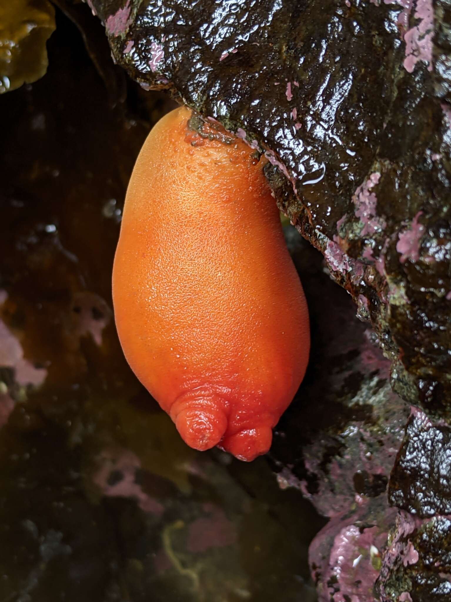 Image of Sea peach