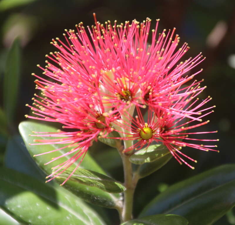 Image of Pohutukawa