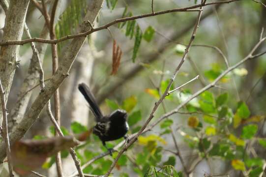 Image of Black-bellied Antwren