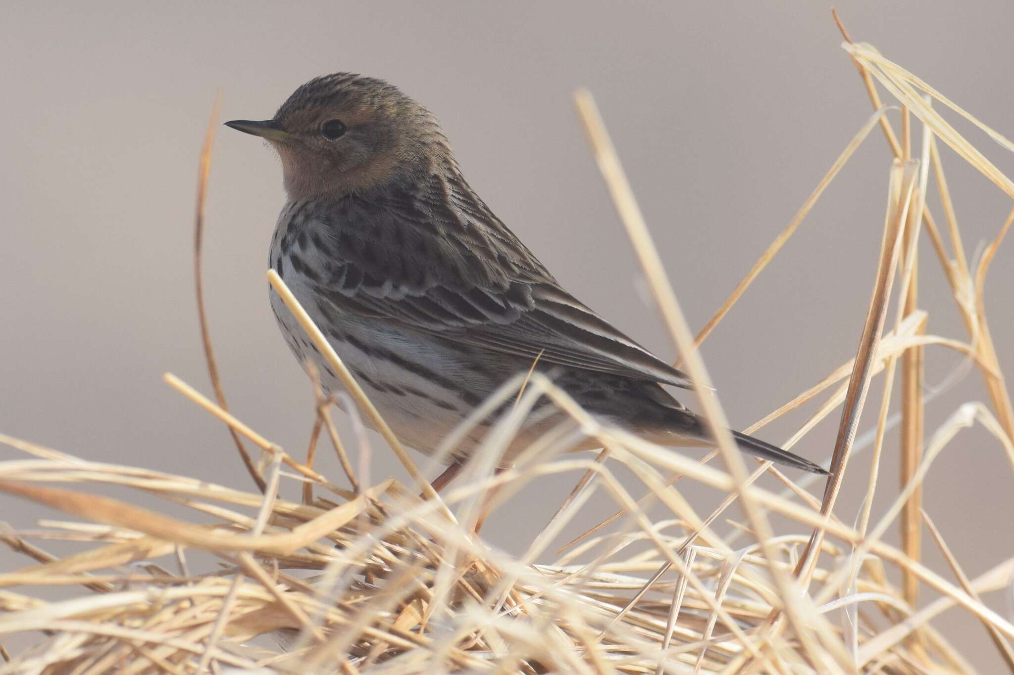 Image of Red-throated Pipit