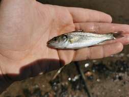 Image of Black-spotted Bass