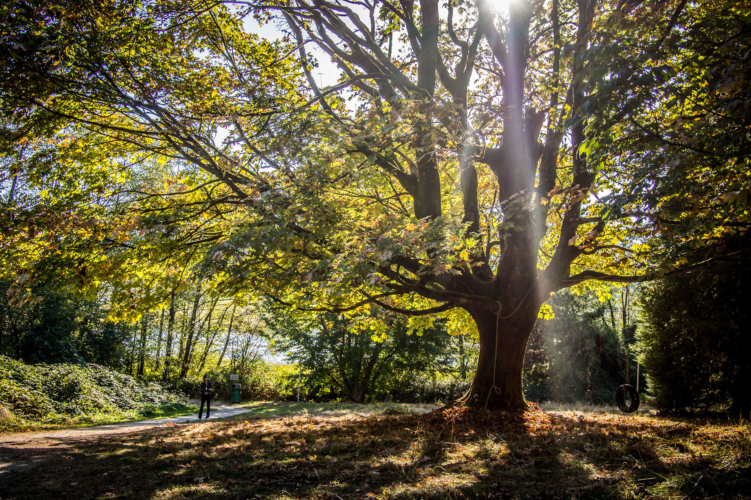 Image of bigleaf maple