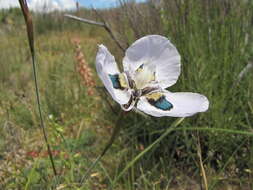 Image of Peacock moraea