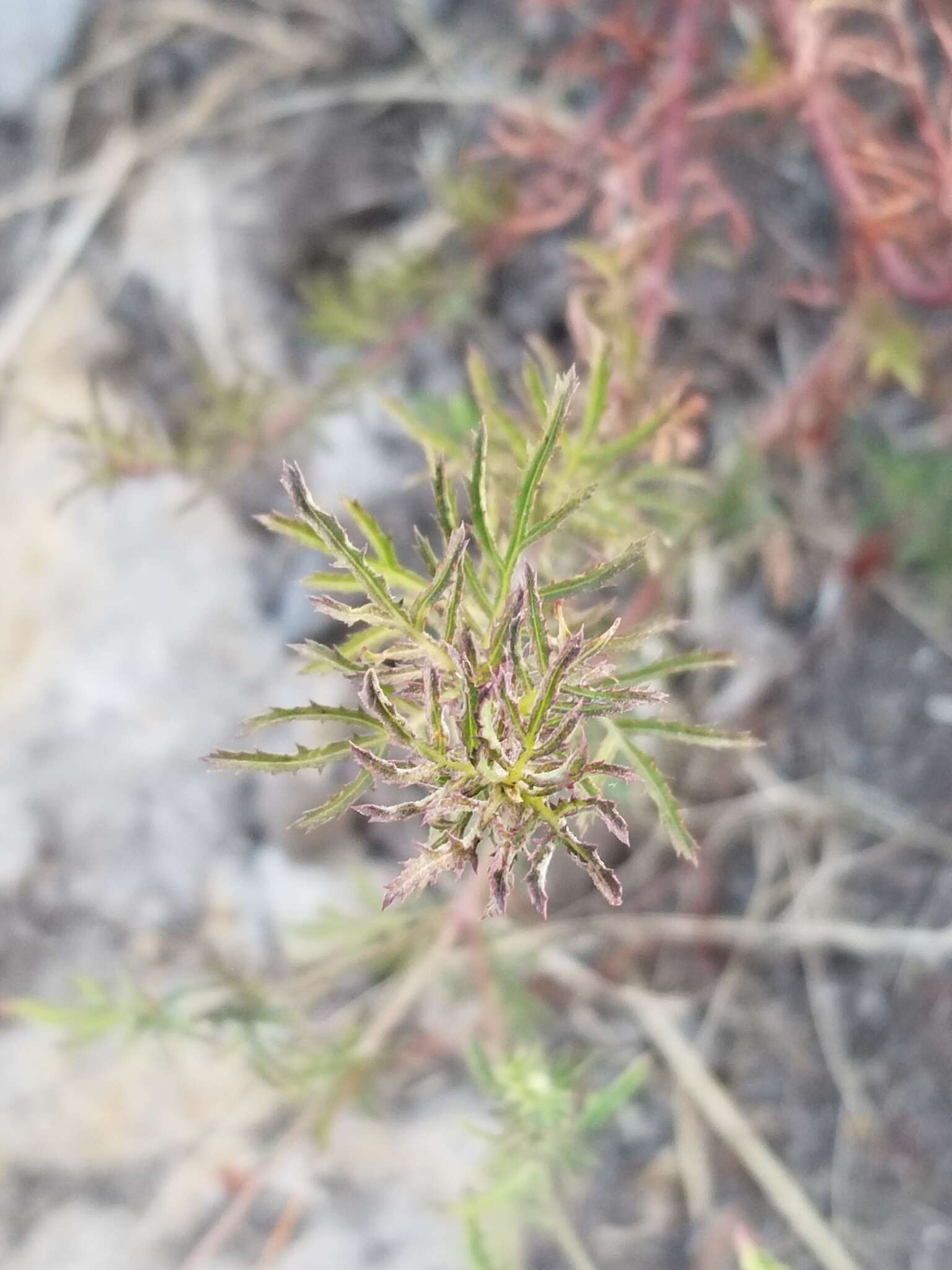 Image of Dyssodia tagetiflora Lag.