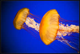 Image of Sea nettle