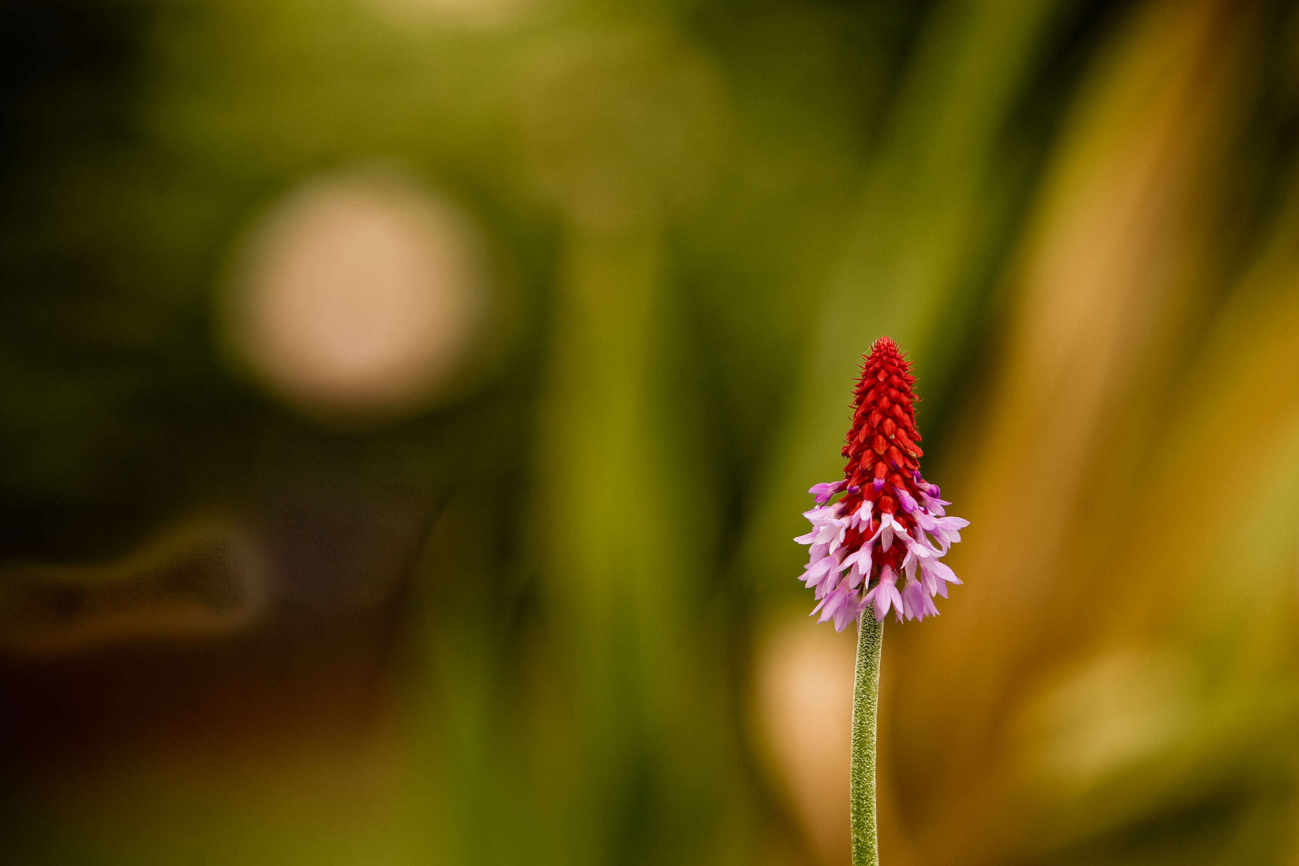 Image of Primula vialii Delavay ex Franch.