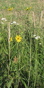 Image of Nuttall's sunflower