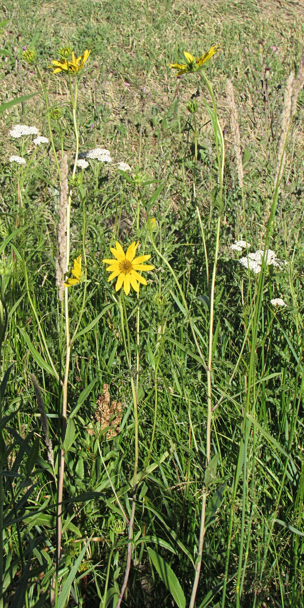 Sivun Helianthus nuttallii Torr. & A. Gray kuva