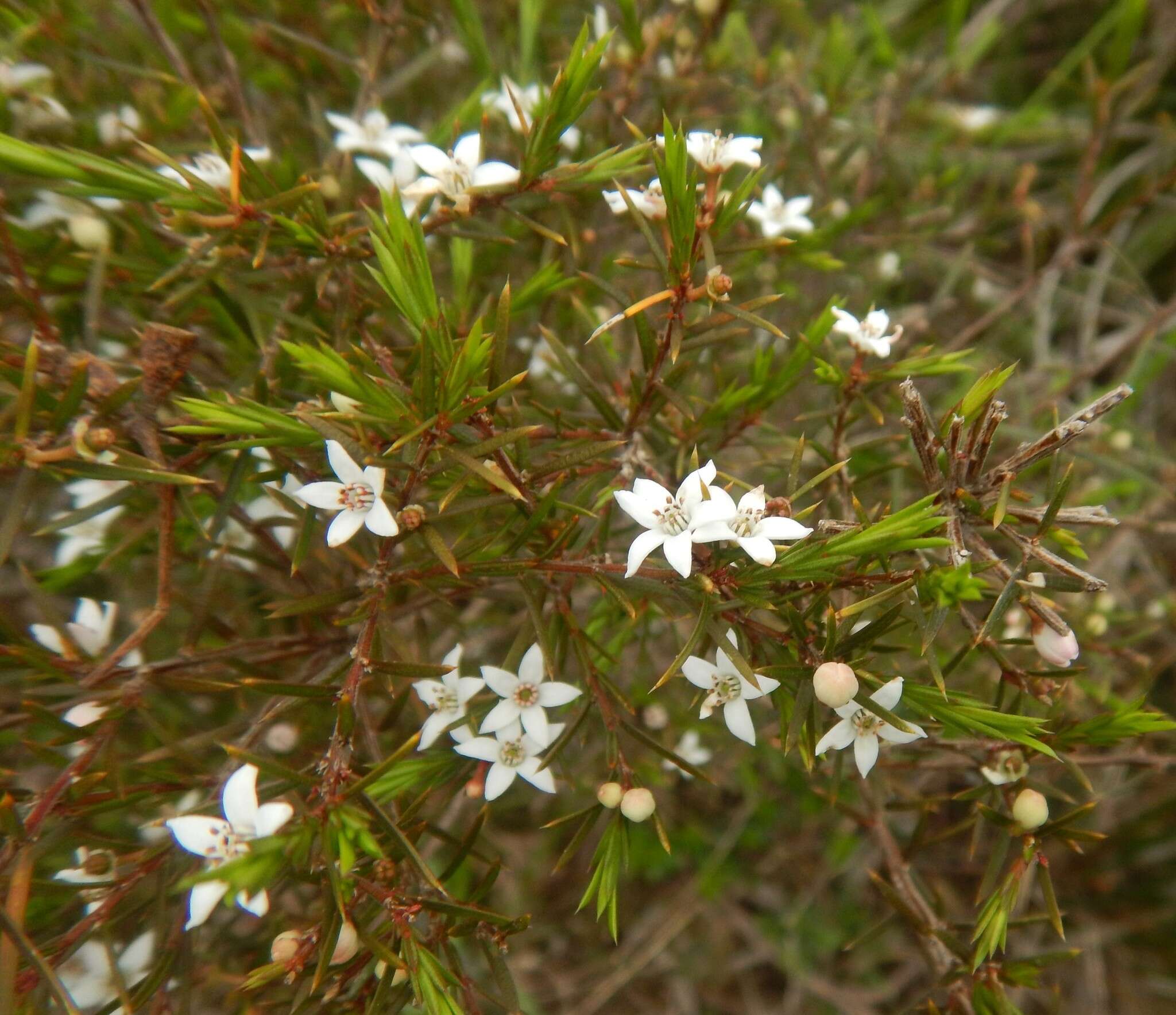 Image of Philotheca pungens (Lindl.) Paul G. Wilson