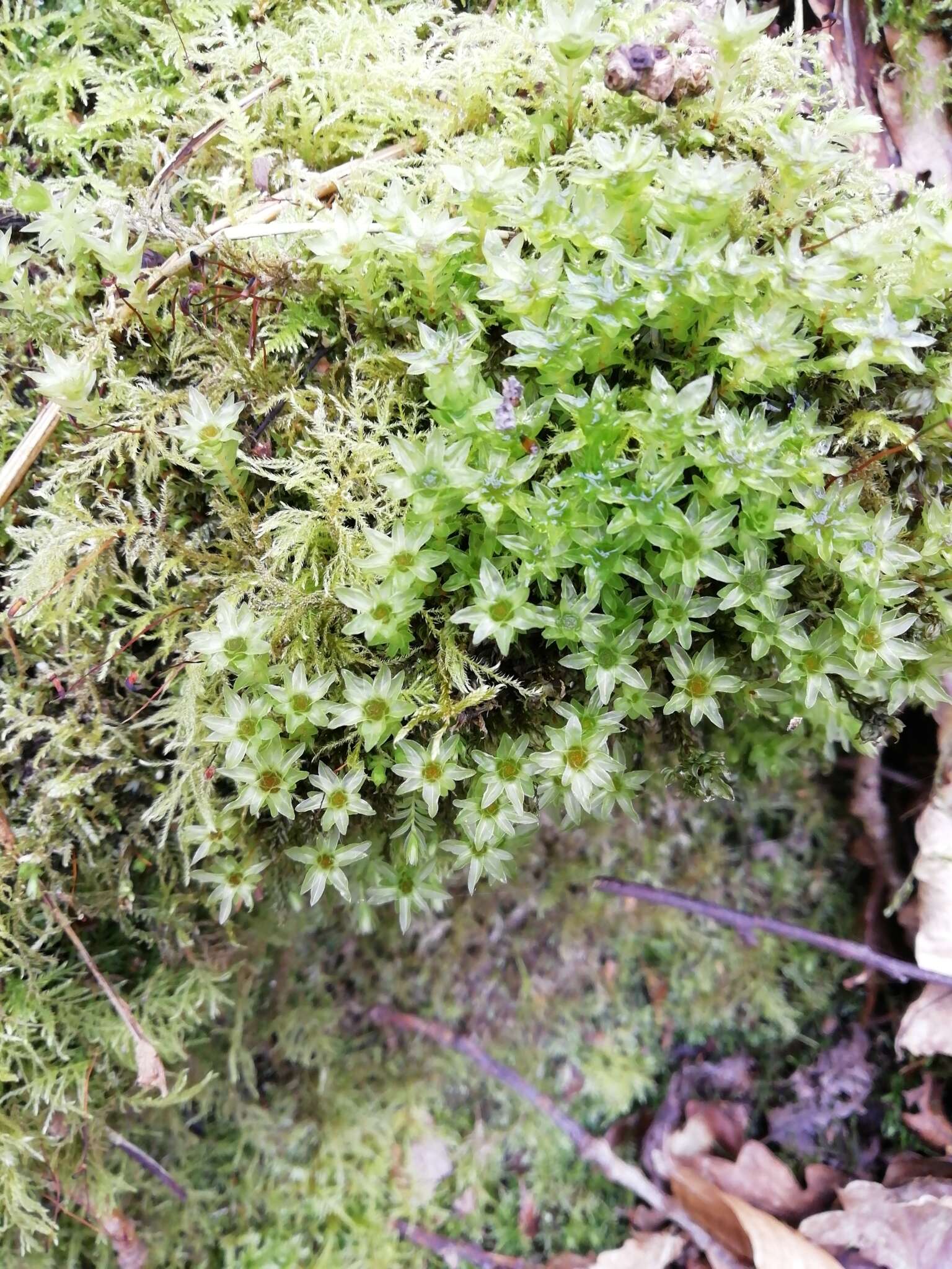 Image of horn calcareous moss