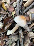 Image of Agaricus kerriganii L. A. Parra, B. Rodr., A. Caball., M. Martín-Calvo & Callac 2013