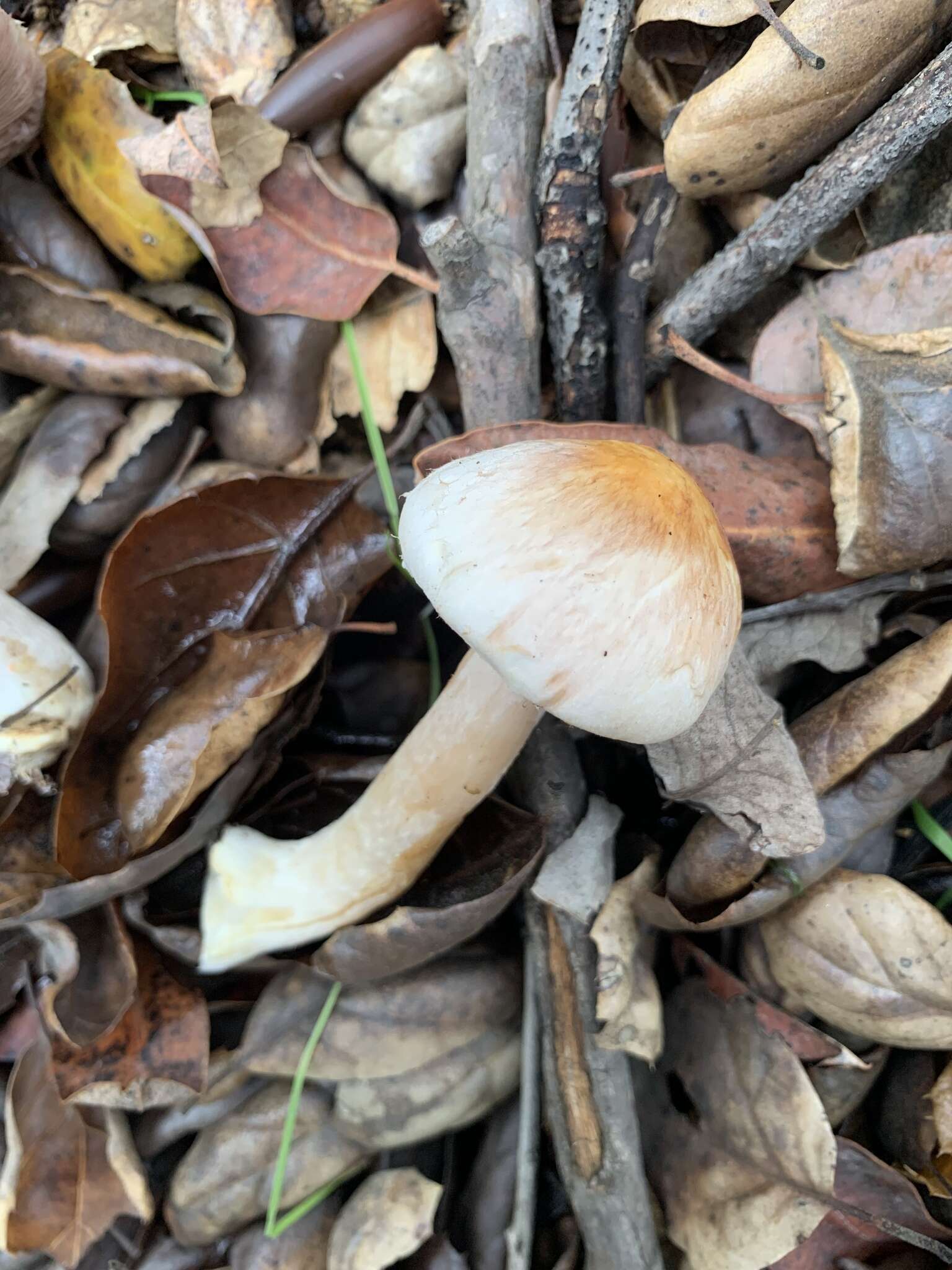 Image of Agaricus kerriganii L. A. Parra, B. Rodr., A. Caball., M. Martín-Calvo & Callac 2013