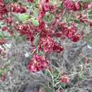 Image of Atraphaxis pyrifolia Bunge