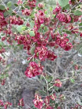 Image of Atraphaxis pyrifolia Bunge