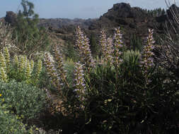 Image of Echium onosmifolium Webb & Berth.