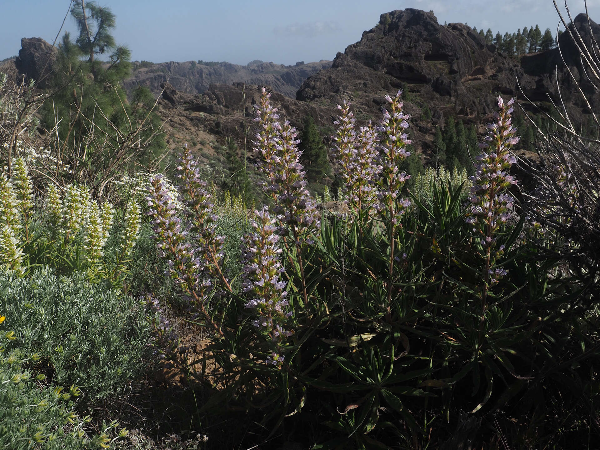 Echium onosmifolium Webb & Berth.的圖片