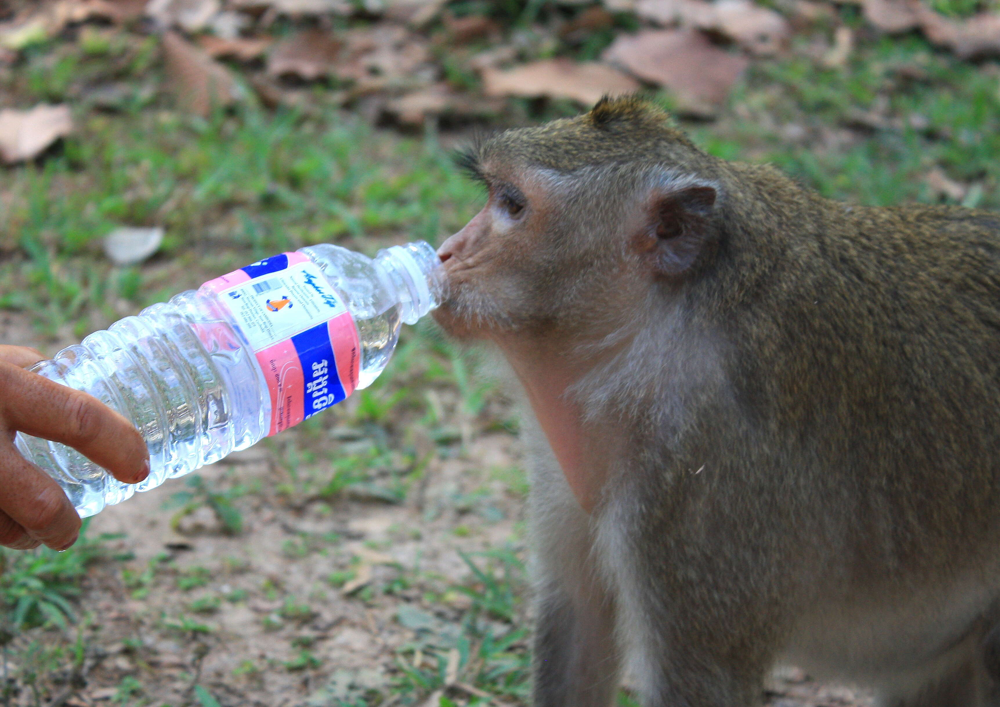 Image of Long-tailed Macaque