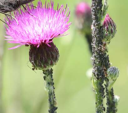 Image of Cirsium pannonicum (L. fil.) Link