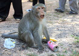 Image of Long-tailed Macaque