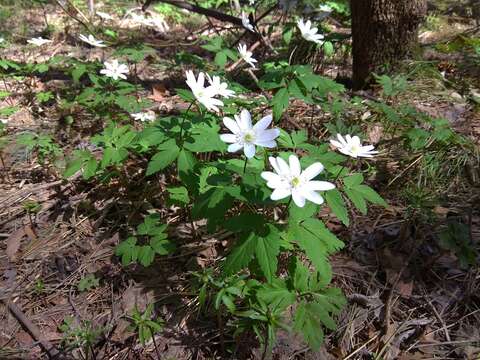 Image of Irkutsk anemone