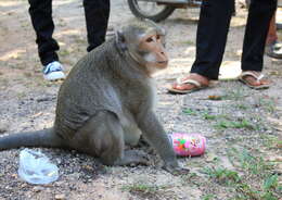 Image of Long-tailed Macaque