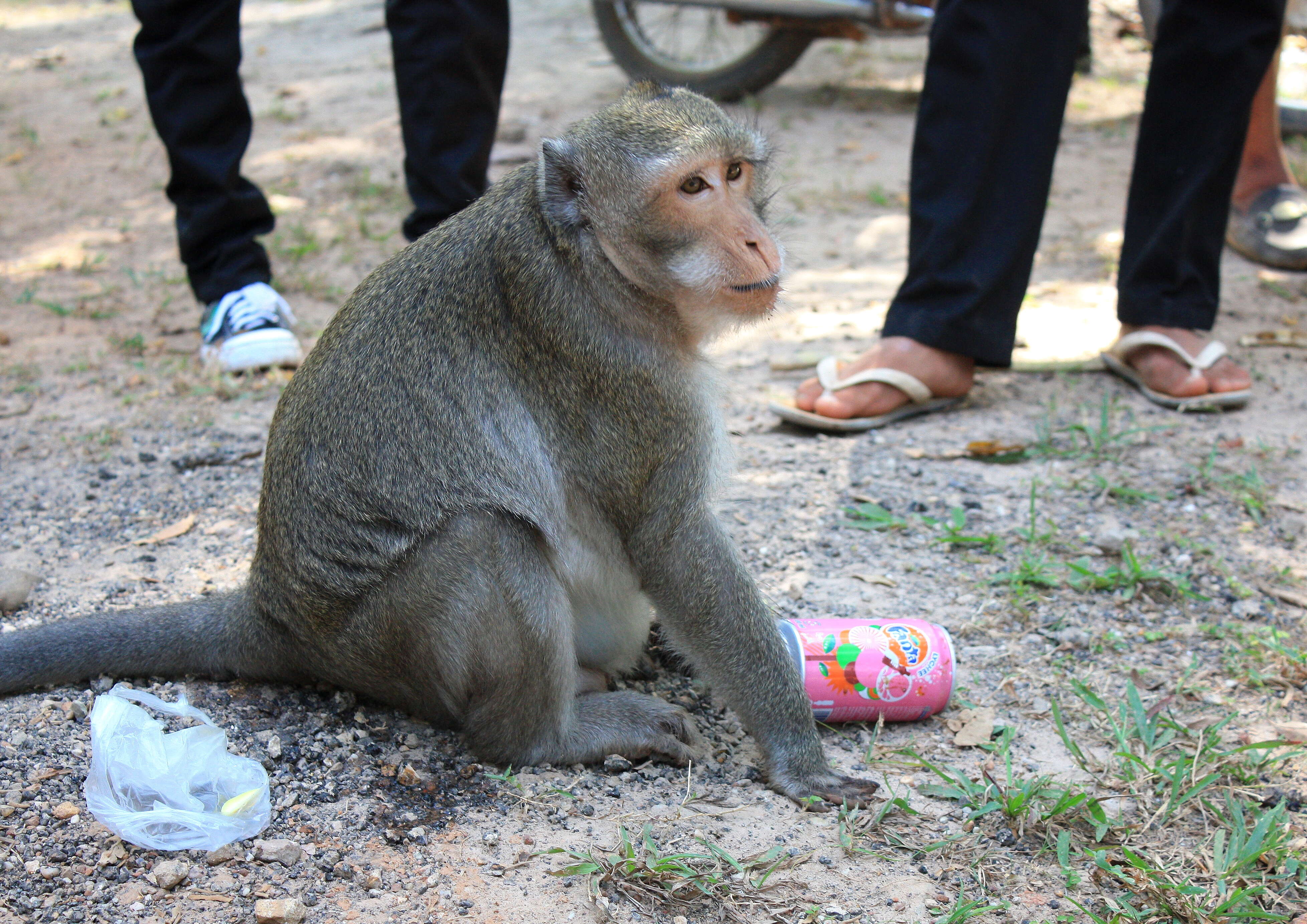 Image of Long-tailed Macaque