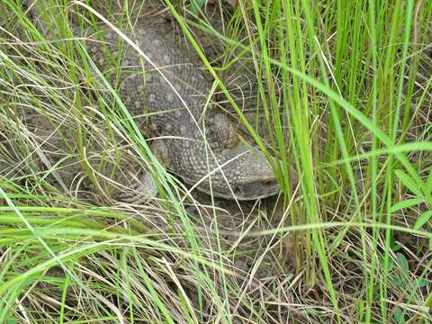 Image of Savannah Monitor