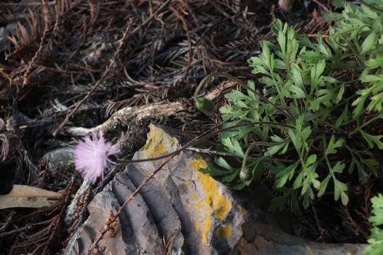 Image of Hofmeisteria schaffneri (A. Gray) R. King & H. Rob.