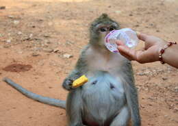 Image of Long-tailed Macaque