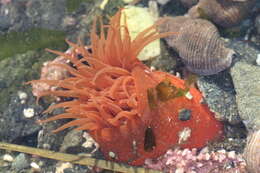 Image of Aulactinia vancouverensis Sanamyan N., Sanamyan K. & McDaniel 2013