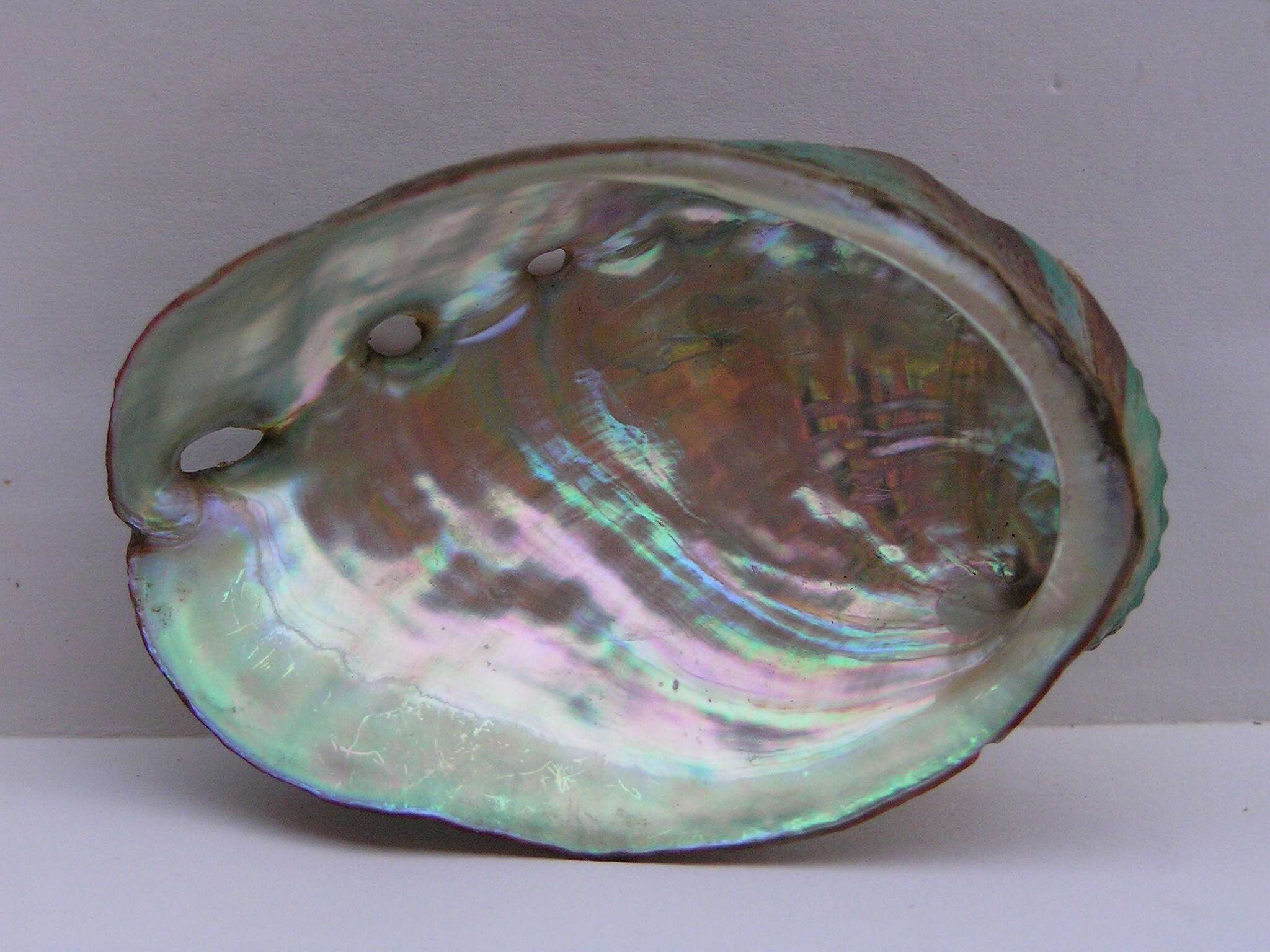 Image of many-colored abalone