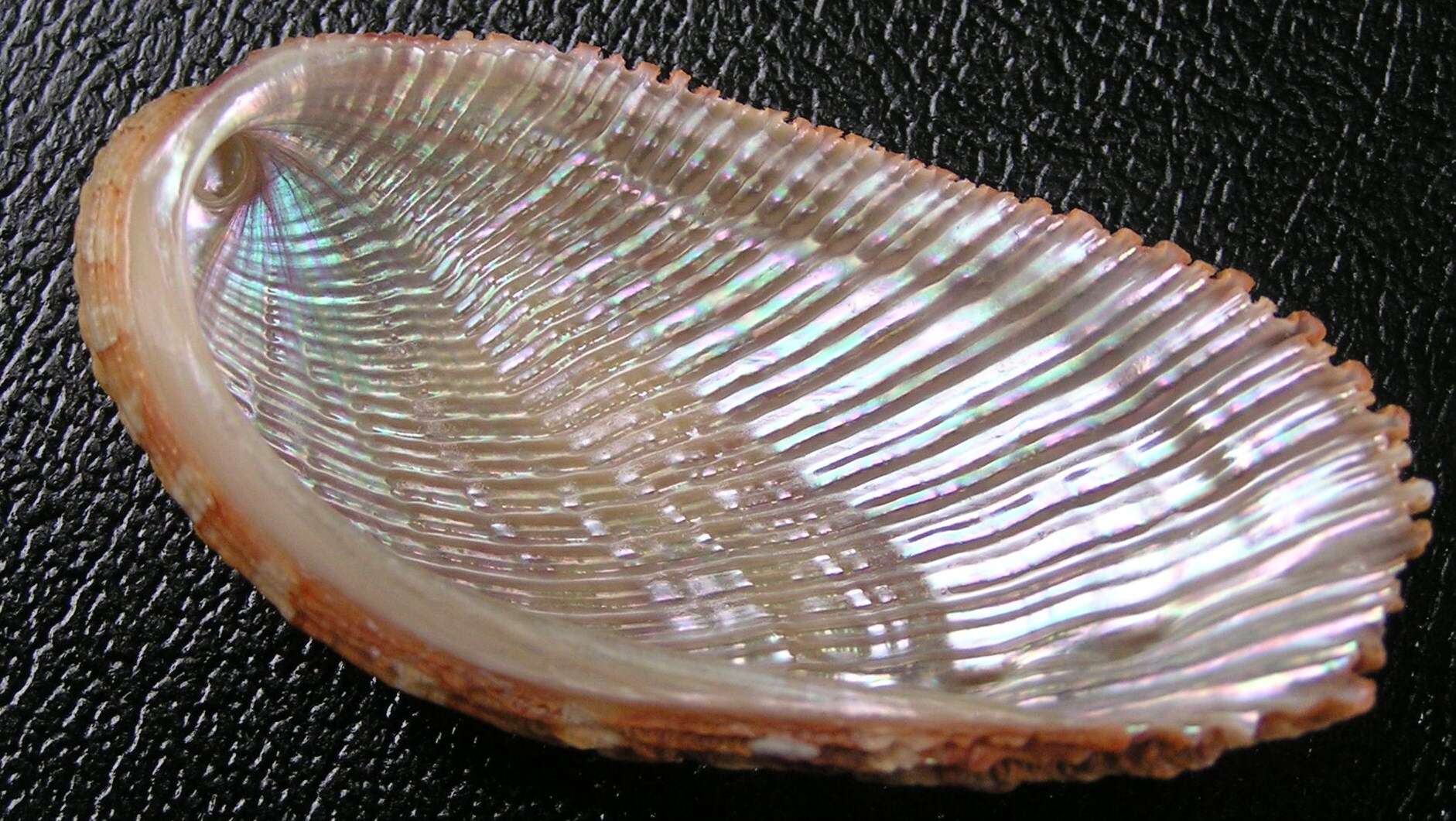 Image of elegant abalone