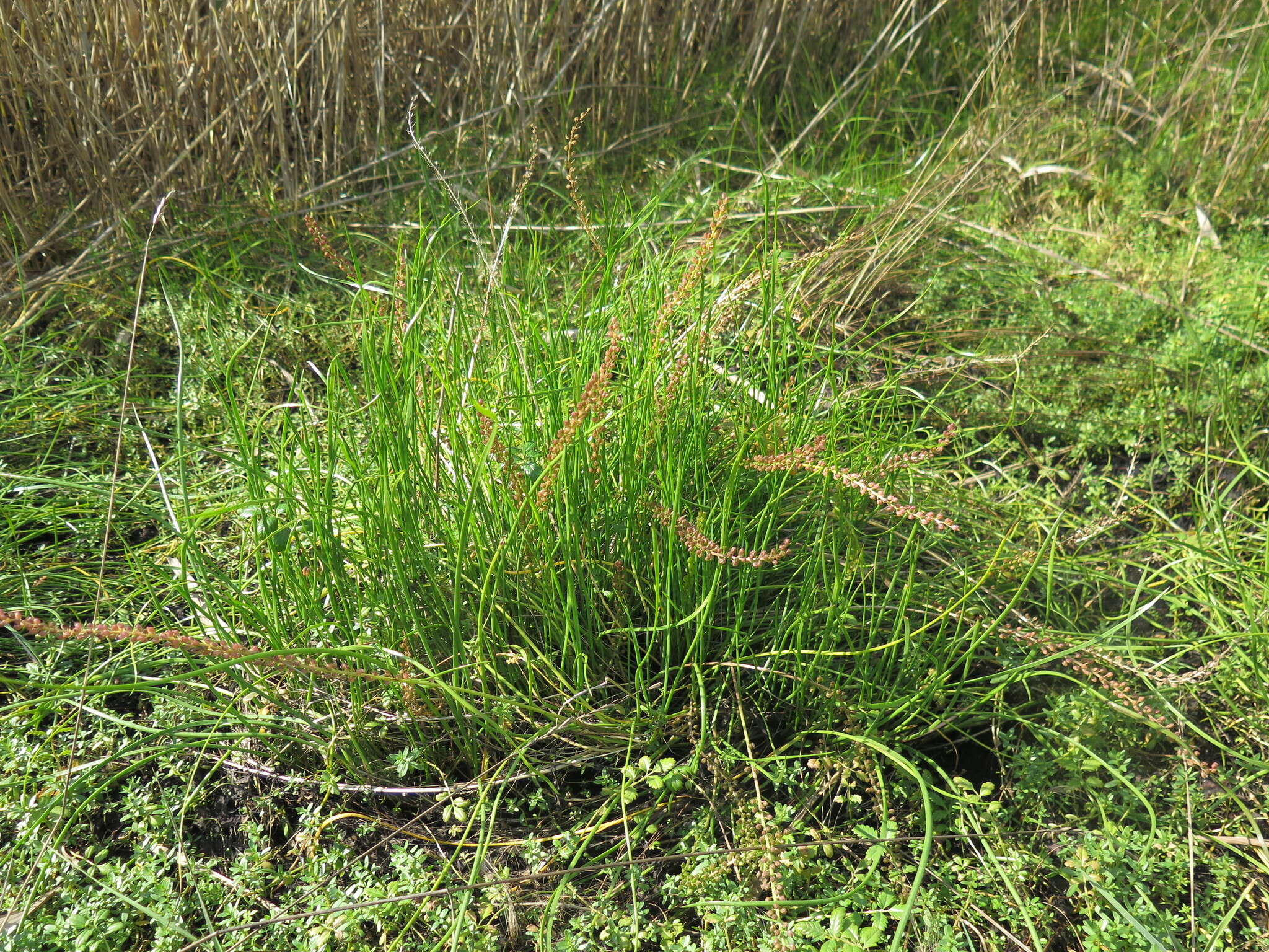 Image of Sea Arrowgrass