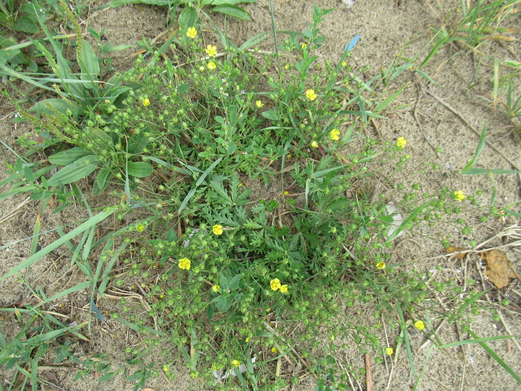 Image de Potentilla angarensis Popov