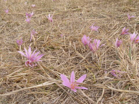 Image of Colchicum haynaldii Heuff.