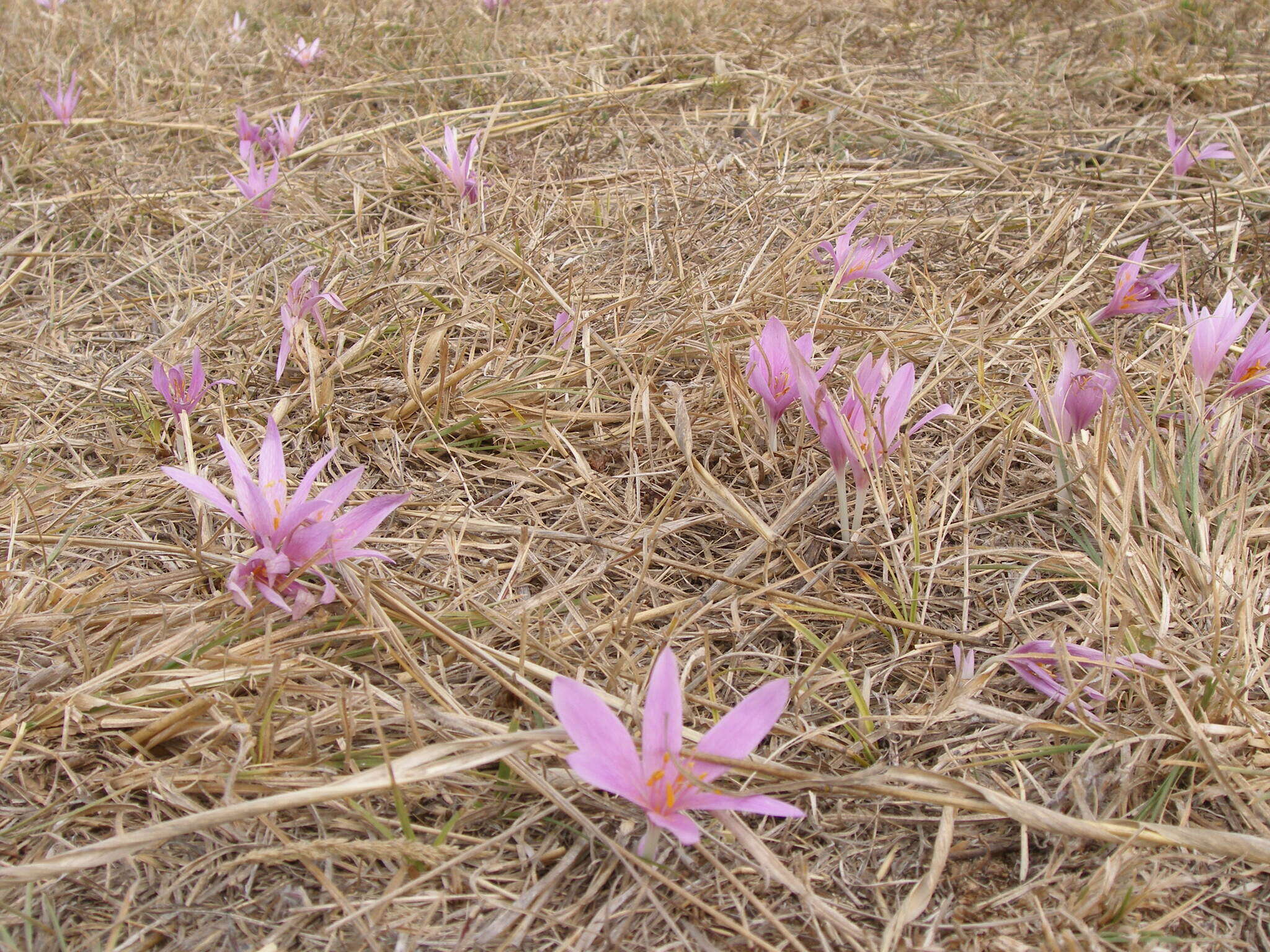 Image of Colchicum haynaldii Heuff.