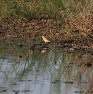 Image of Orange Chat