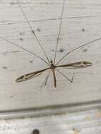 Image of Tipula (Yamatotipula) caloptera Loew 1863