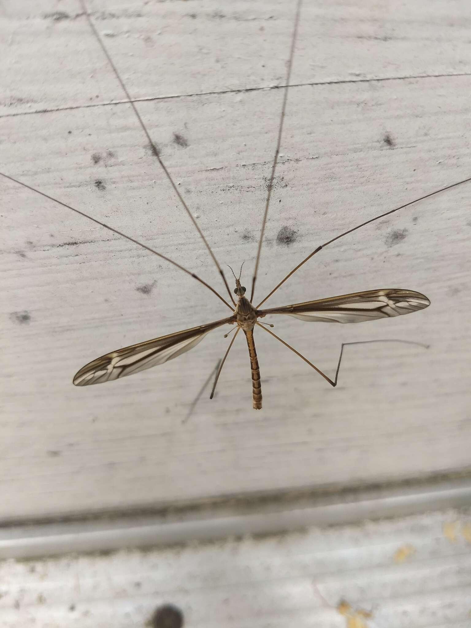 Image of Tipula (Yamatotipula) caloptera Loew 1863