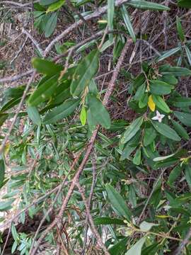 Image of Boronia foetida M. F. Duretto