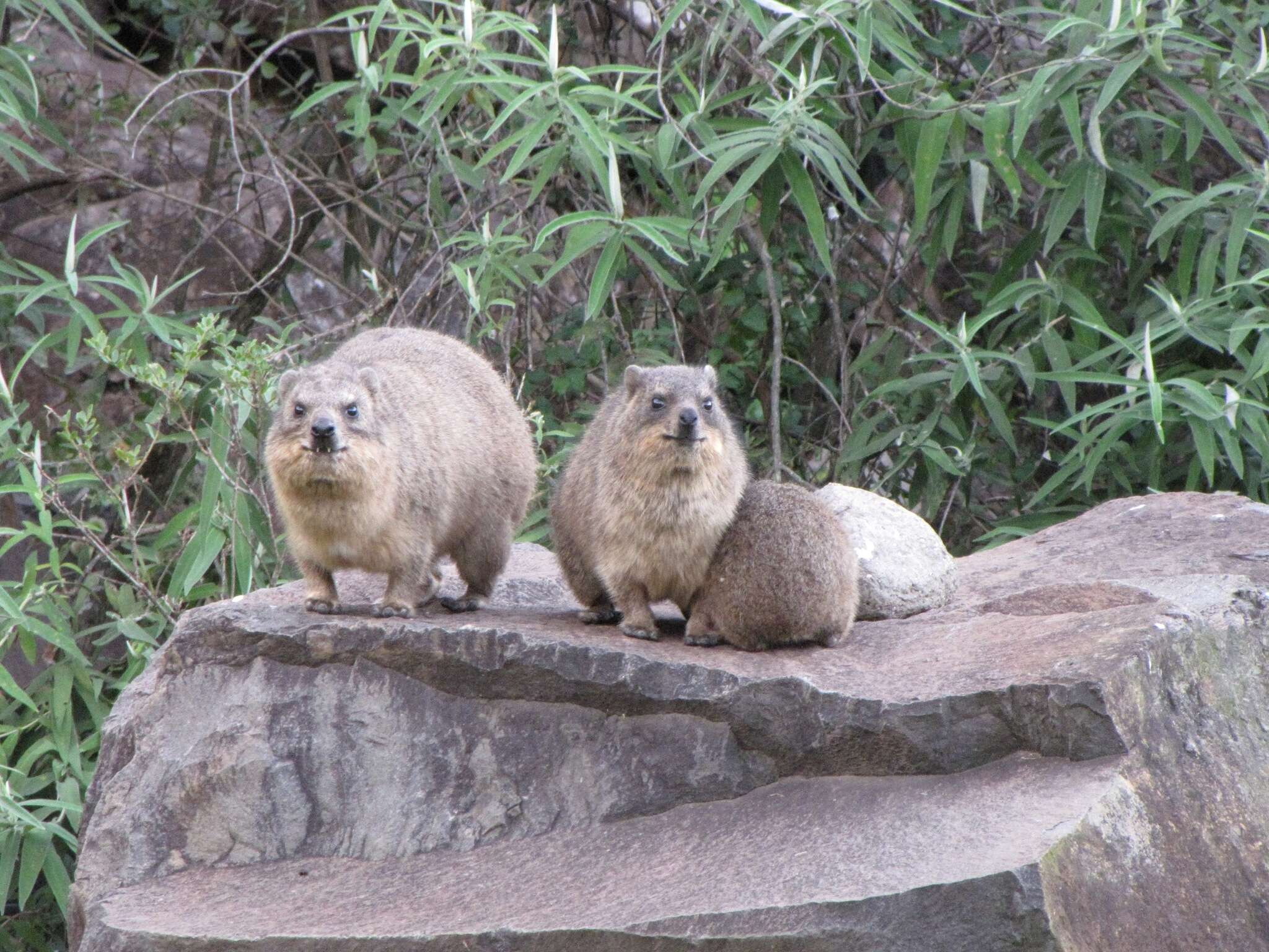 Image of Procavia capensis capensis (Pallas 1766)