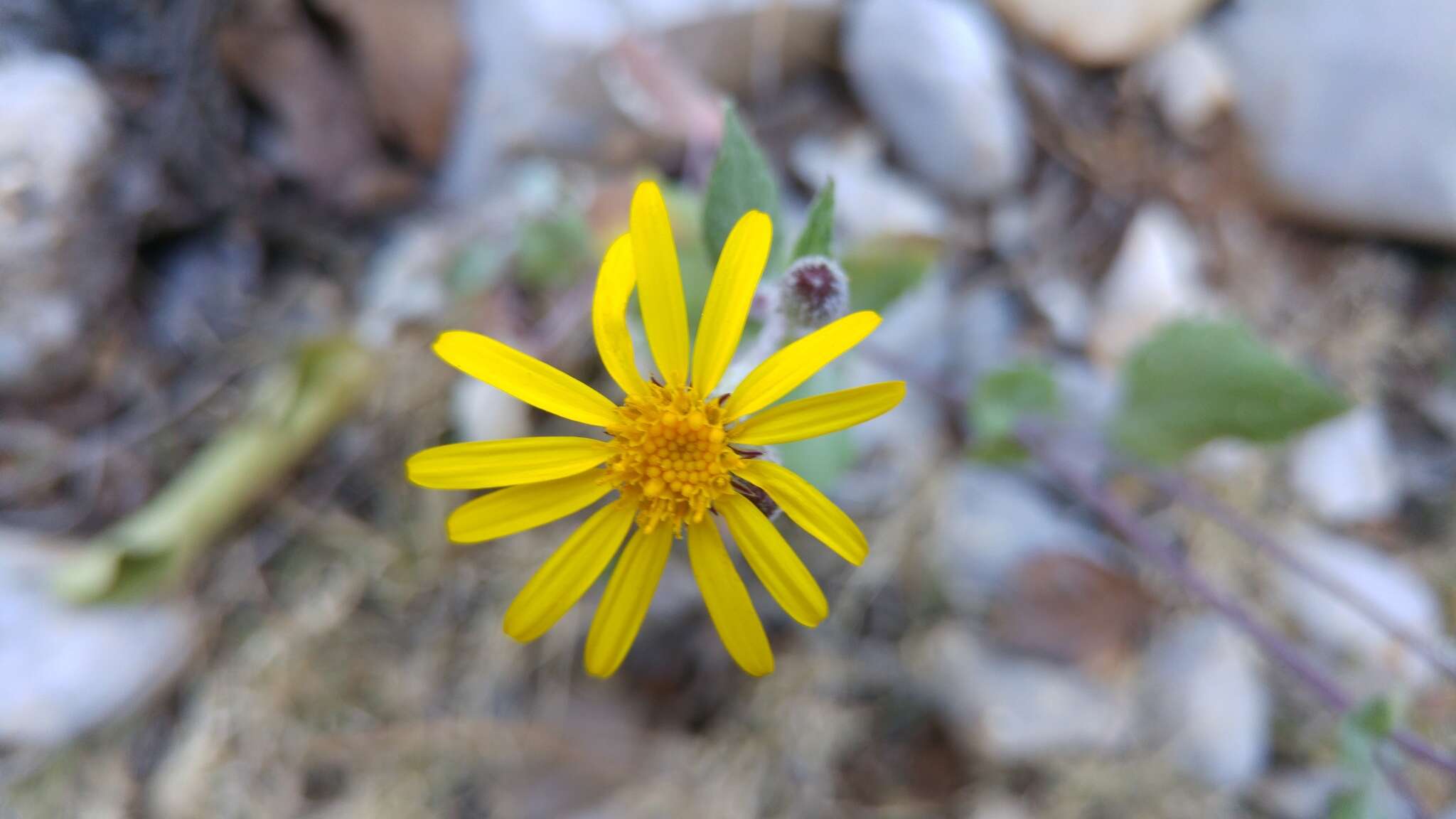 Image of Senecio platypus Greenm.