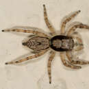 Image of Gray Wall Jumper