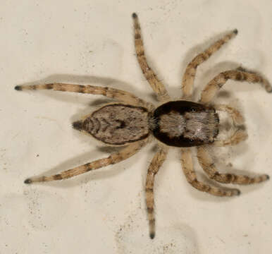 Image of Gray Wall Jumper