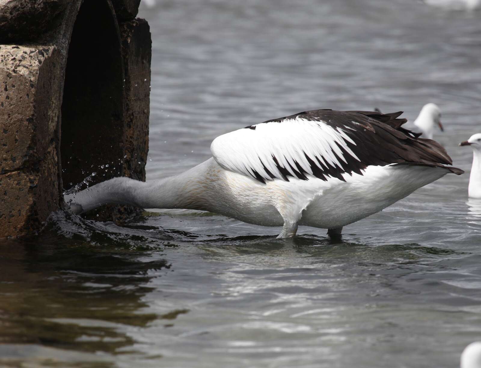 Image of Australian Pelican